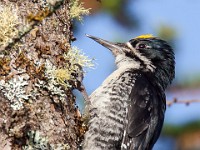 MG 2068c  Black-backed Woodpecker (Picoides arcticus) - male